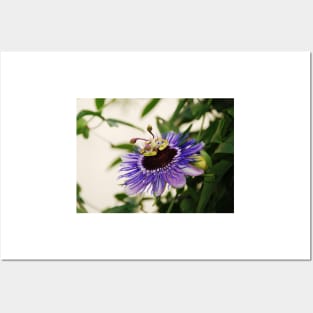 Purple Haze Passiflora Posters and Art